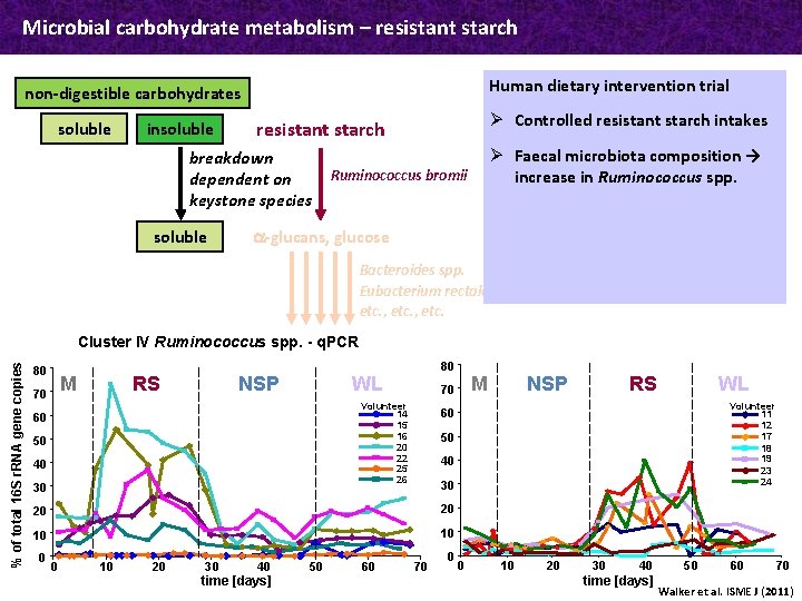 Microbial carbohydrate metabolism – resistant starch Human dietary intervention trial non-digestible carbohydrates soluble insoluble
