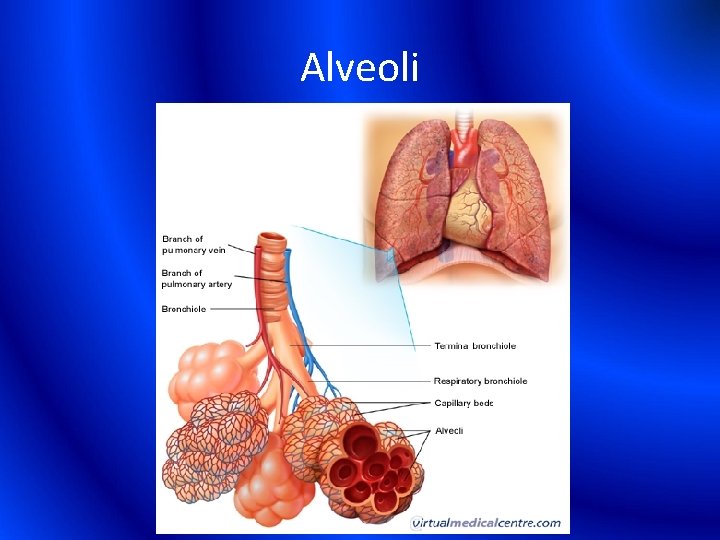 Alveoli 