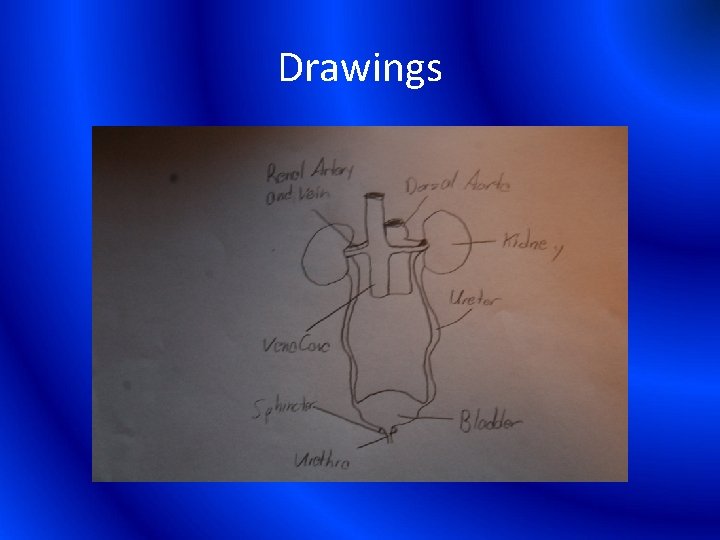 Drawings 