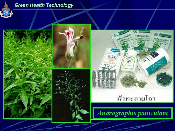 Green Health Technology Andrographis paniculata 