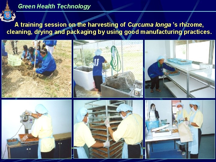 Green Health Technology A training session on the harvesting of Curcuma longa ’s rhizome,