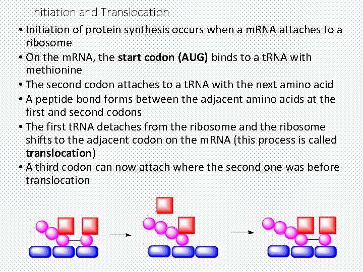 Initiation and Translocation • Initiation of protein synthesis occurs when a m. RNA attaches