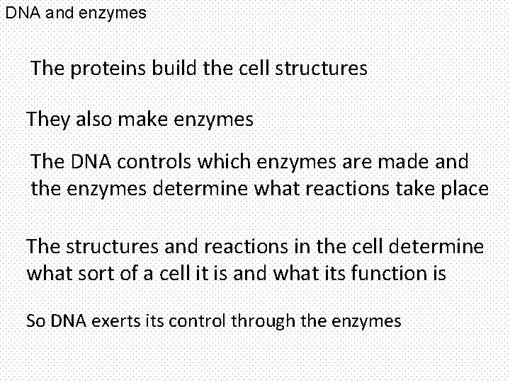 DNA and enzymes The proteins build the cell structures They also make enzymes The