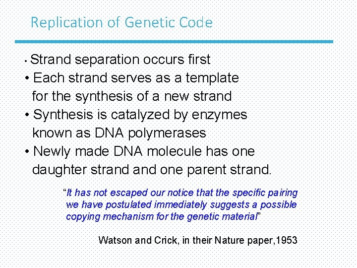 Replication of Genetic Code • Strand separation occurs first • Each strand serves as