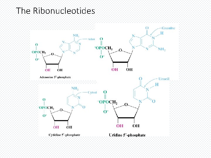 The Ribonucleotides 