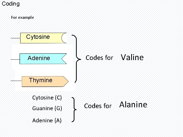 Coding For example Cytosine Adenine Codes for Valine Codes for Alanine Thymine Cytosine (C)