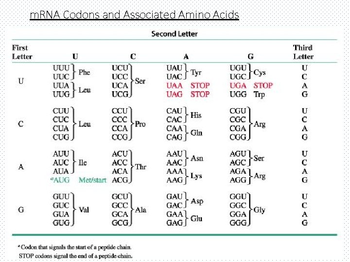 m. RNA Codons and Associated Amino Acids 