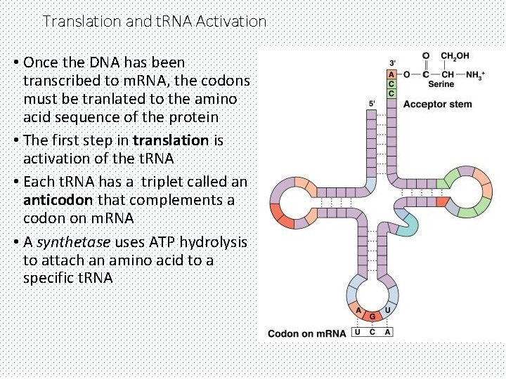 Translation and t. RNA Activation • Once the DNA has been transcribed to m.