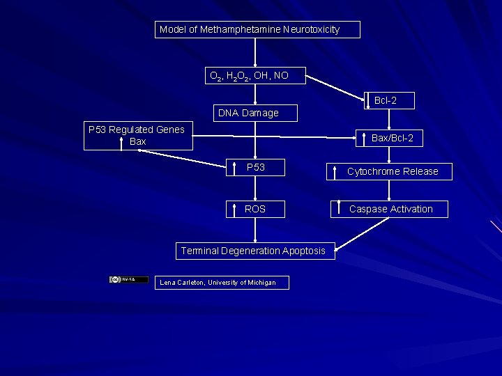 Model of Methamphetamine Neurotoxicity O 2, H 2 O 2, OH, NO Bcl-2 DNA