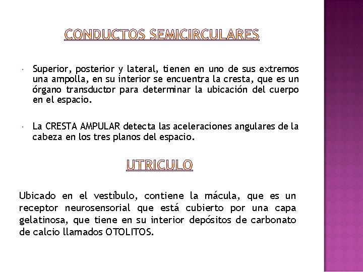  Superior, posterior y lateral, tienen en uno de sus extremos una ampolla, en