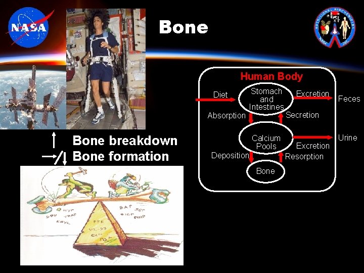 Bone Human Body Diet Absorption Bone breakdown Bone formation Stomach and Intestines Calcium Pools