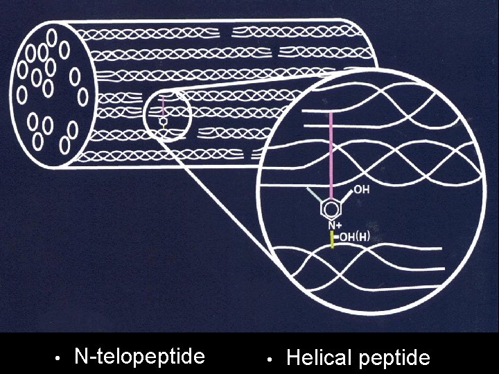  • N-telopeptide • Helical peptide 