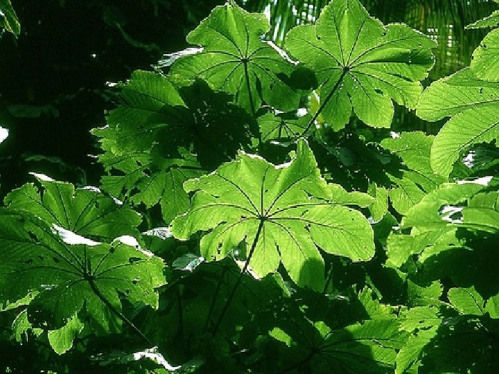 Let me tell you why: The forest has: 1. Beautiful trees. 2. Many different