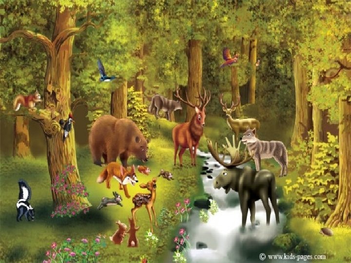 Let me tell you why: Things in the forest that make me comfortable: 1.