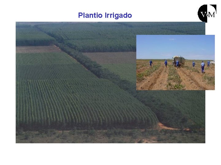 Plantio Irrigado 