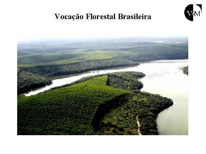 Vocação Florestal Brasileira 