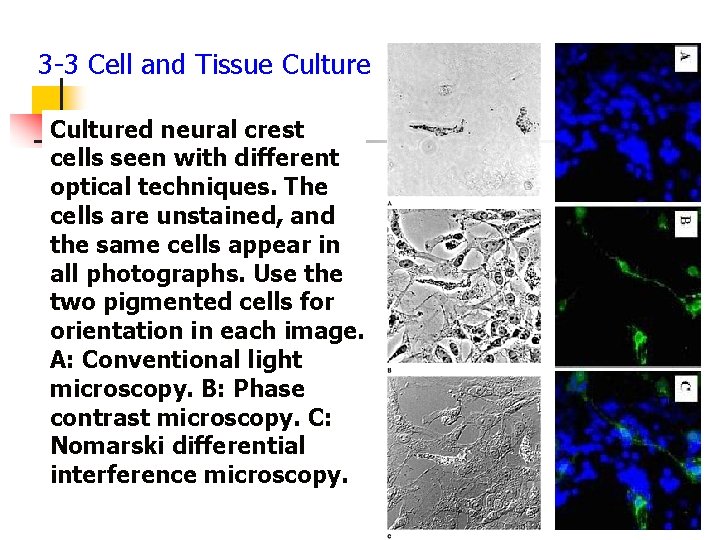 3 -3 Cell and Tissue Cultured neural crest cells seen with different optical techniques.