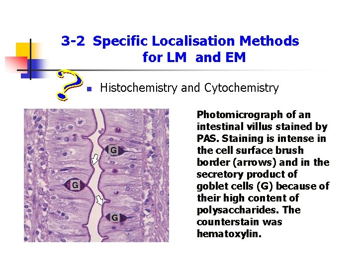 3 -2 Specific Localisation Methods for LM and EM n Histochemistry and Cytochemistry Photomicrograph