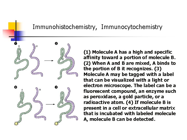 Immunohistochemistry, Immunocytochemistry (1) Molecule A has a high and specific affinity toward a portion