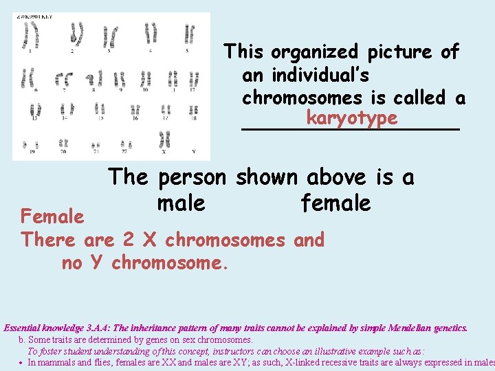 This organized picture of an individual’s chromosomes is called a karyotype _________ The person