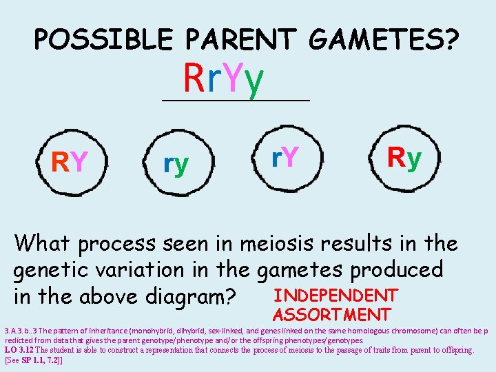 POSSIBLE PARENT GAMETES? Rr. Yy ____________ RY ry r. Y Ry What process seen