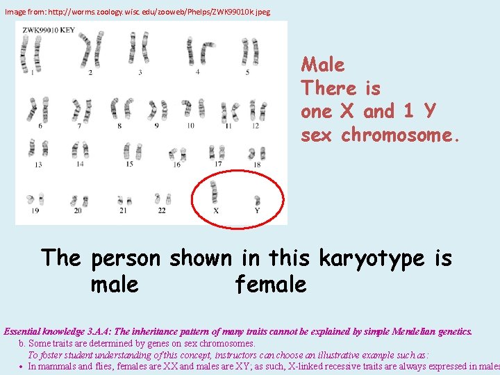 Image from: http: //worms. zoology. wisc. edu/zooweb/Phelps/ZWK 99010 k. jpeg Male There is one