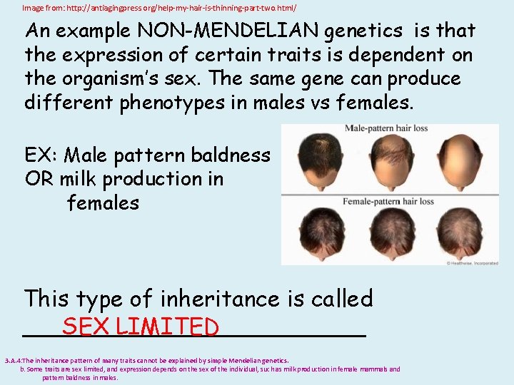 Image from: http: //antiagingpress. org/help-my-hair-is-thinning-part-two. html/ An example NON-MENDELIAN genetics is that the expression