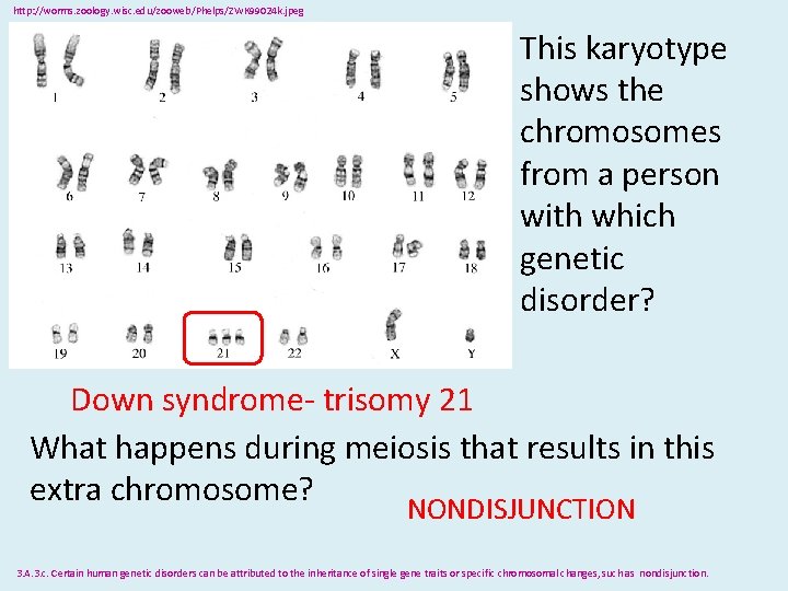 http: //worms. zoology. wisc. edu/zooweb/Phelps/ZWK 99024 k. jpeg This karyotype shows the chromosomes from