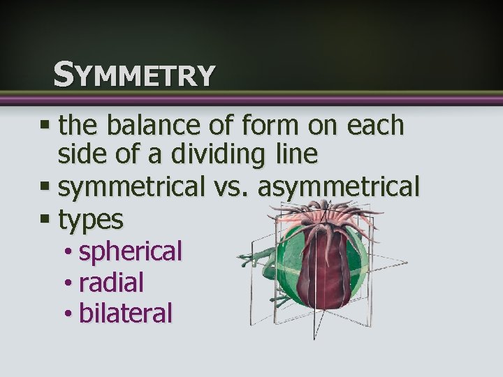 SYMMETRY § the balance of form on each side of a dividing line §