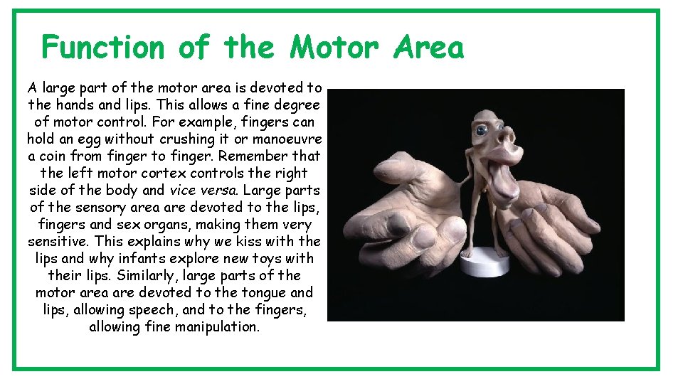 Function of the Motor Area A large part of the motor area is devoted