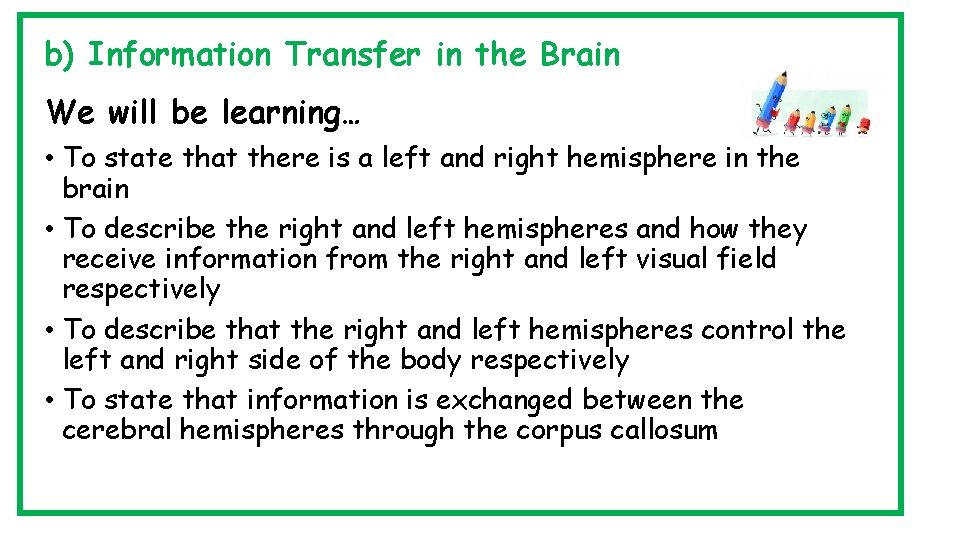 b) Information Transfer in the Brain We will be learning… • To state that