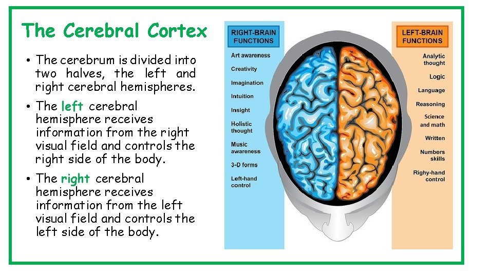 The Cerebral Cortex • The cerebrum is divided into two halves, the left and