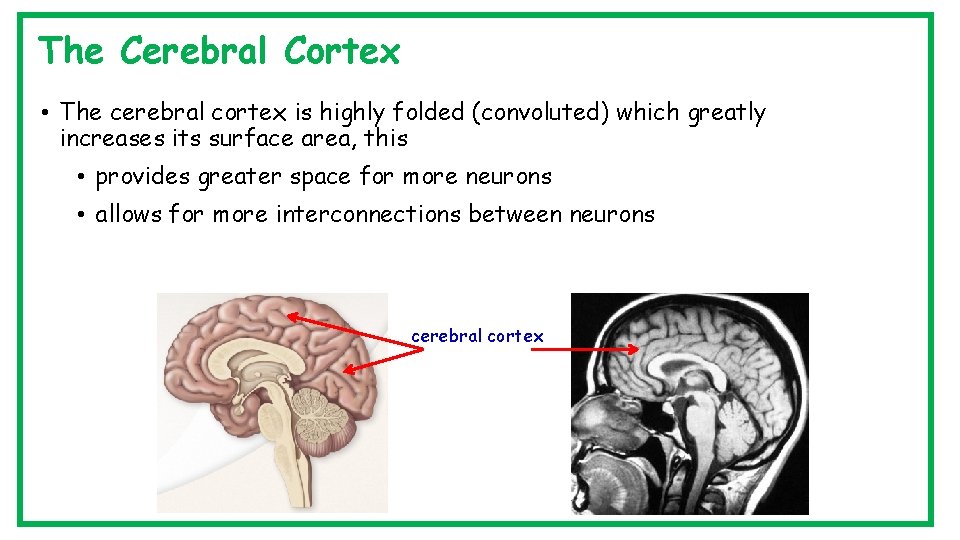 The Cerebral Cortex • The cerebral cortex is highly folded (convoluted) which greatly increases