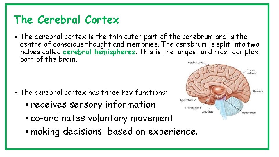 The Cerebral Cortex • The cerebral cortex is the thin outer part of the