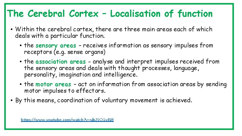 The Cerebral Cortex – Localisation of function • Within the cerebral cortex, there are