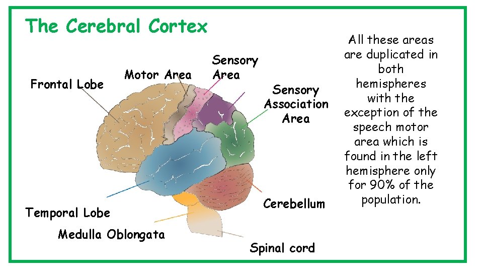 The Cerebral Cortex Frontal Lobe Motor Area Temporal Lobe Medulla Oblongata Sensory Area Sensory