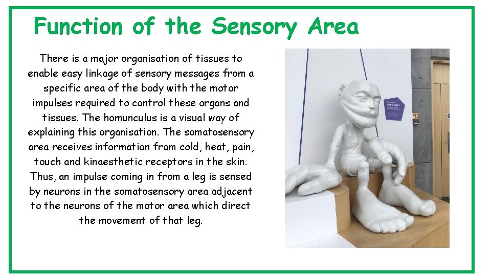 Function of the Sensory Area There is a major organisation of tissues to enable