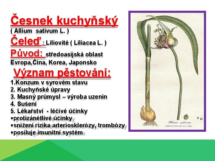 Česnek kuchyňský ( Allium sativum L. ) Čeleď : Liliovité ( Liliacea L. )