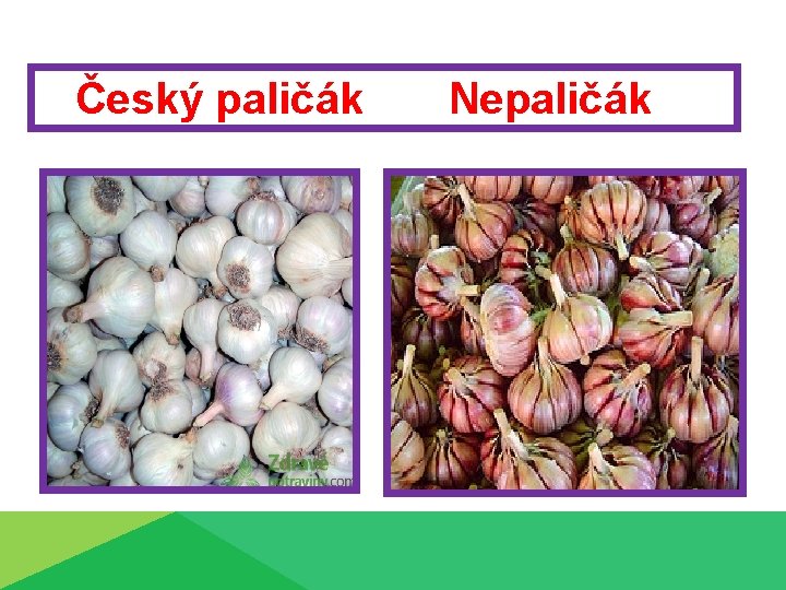 Český paličák Nepaličák 