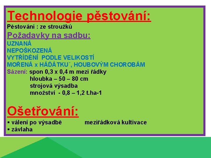 Technologie pěstování: Pěstováni : ze stroužků Požadavky na sadbu: UZNANÁ NEPOŠKOZENÁ VYTŘÍDĚNÍ PODLE VELIKOSTÍ