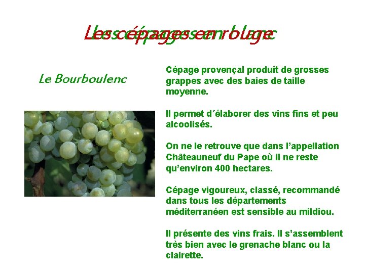 Les Lescépagesen enrouge blanc Le Bourboulenc Cépage provençal produit de grosses grappes avec des