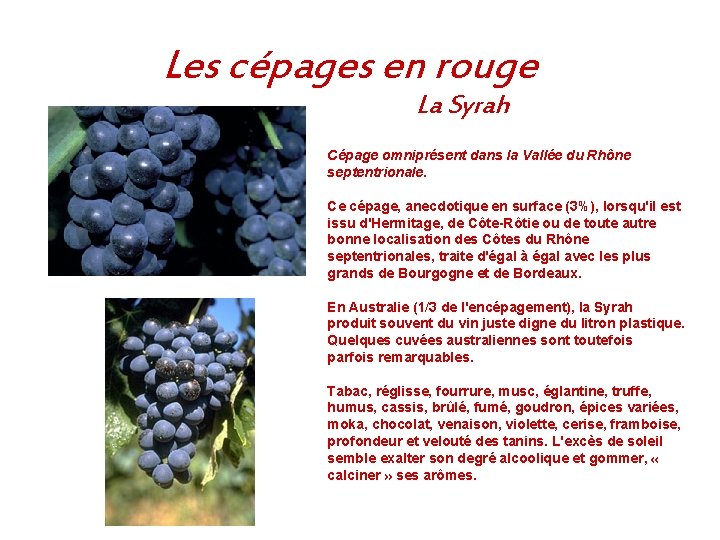 Les cépages en rouge La Syrah Cépage omniprésent dans la Vallée du Rhône septentrionale.