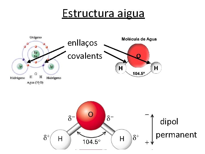 Estructura aigua • • enllaços covalents dipol permanent 