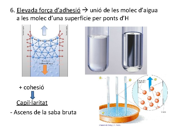 6. Elevada força d’adhesió unió de les molec d’aigua a les molec d’una superfície