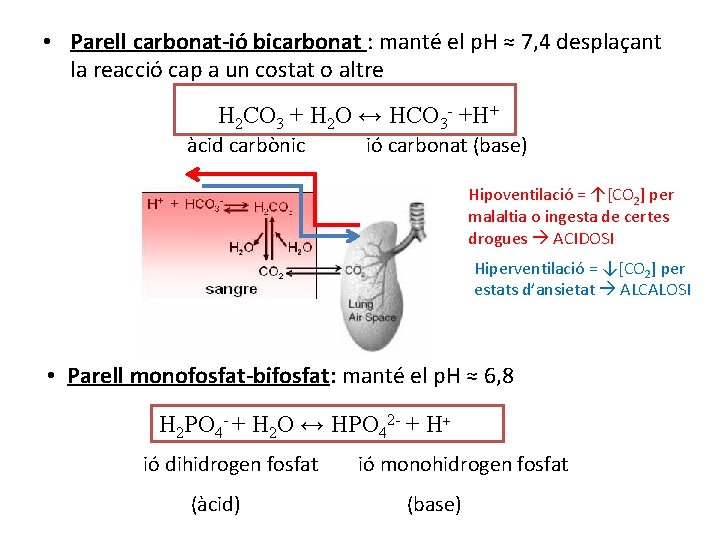  • Parell carbonat-ió bicarbonat : manté el p. H ≈ 7, 4 desplaçant