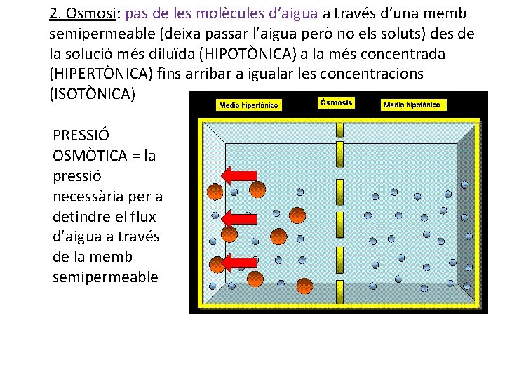 2. Osmosi: pas de les molècules d’aigua a través d’una memb semipermeable (deixa passar