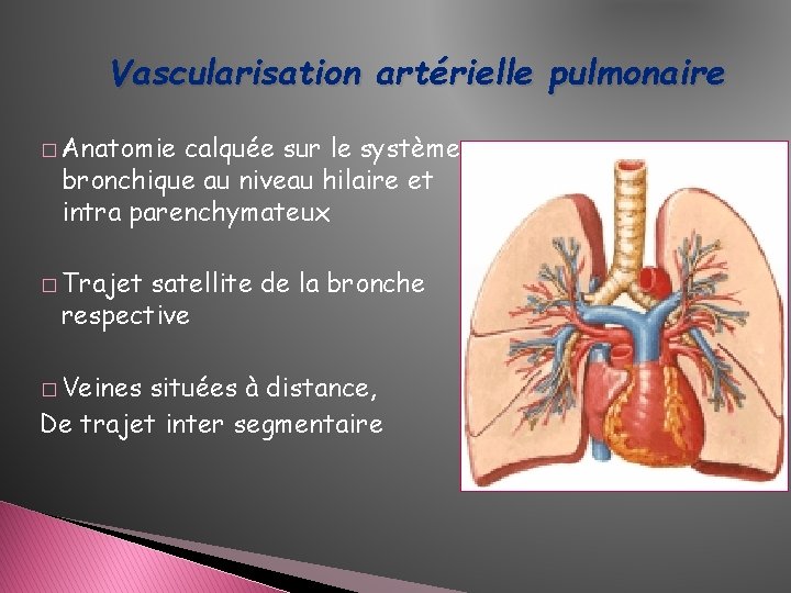 Vascularisation artérielle pulmonaire � Anatomie calquée sur le système bronchique au niveau hilaire et Vascularisation artérielle pulmonaire � Anatomie calquée sur le système bronchique au niveau hilaire et
