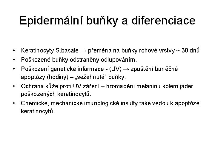 Epidermální buňky a diferenciace • Keratinocyty S. basale → přeměna na buňky rohové vrstvy