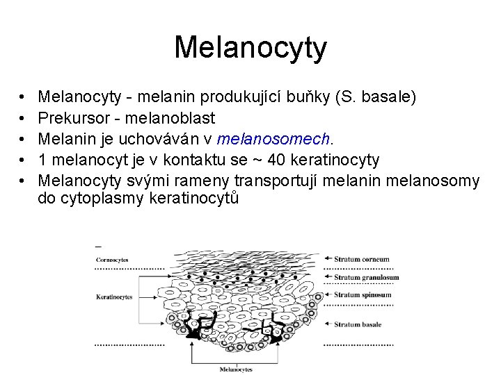 Melanocyty • • • Melanocyty - melanin produkující buňky (S. basale) Prekursor - melanoblast