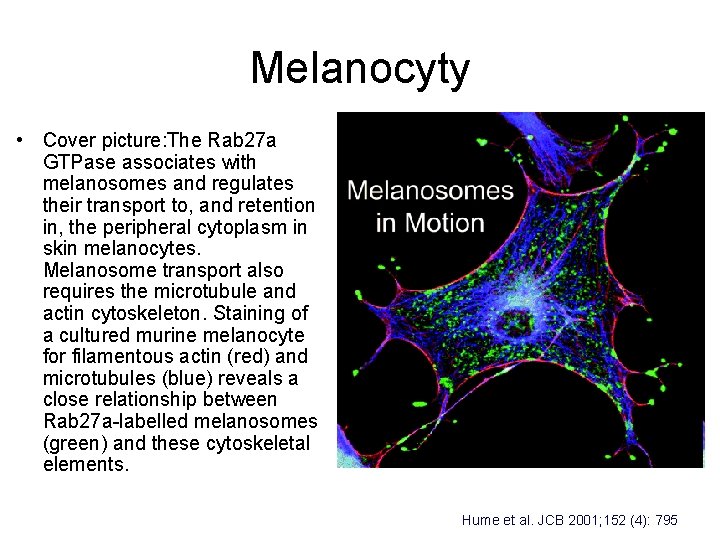 Melanocyty • Cover picture: The Rab 27 a GTPase associates with melanosomes and regulates